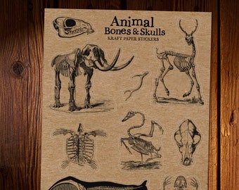 Animal Bones Kraft Stickers - Vintage Anatomy Science Diagrams, Skulls, Bones, Antlers