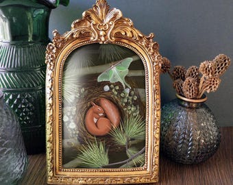 Squirrel Art - Woodland Framed Wall Art with Luna Moth