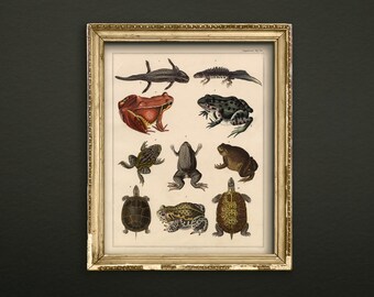 Reptile & Amphibian Print - Vintage Antique Victorian Biology Turtle Frog Wall Art - Unframed