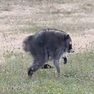 May include: A raccoon with thick, dark gray and black fur, characterized by its distinctive black facial mask around the eyes and a hunched posture, captured in profile while moving across a field of short, light green and tan grasses.