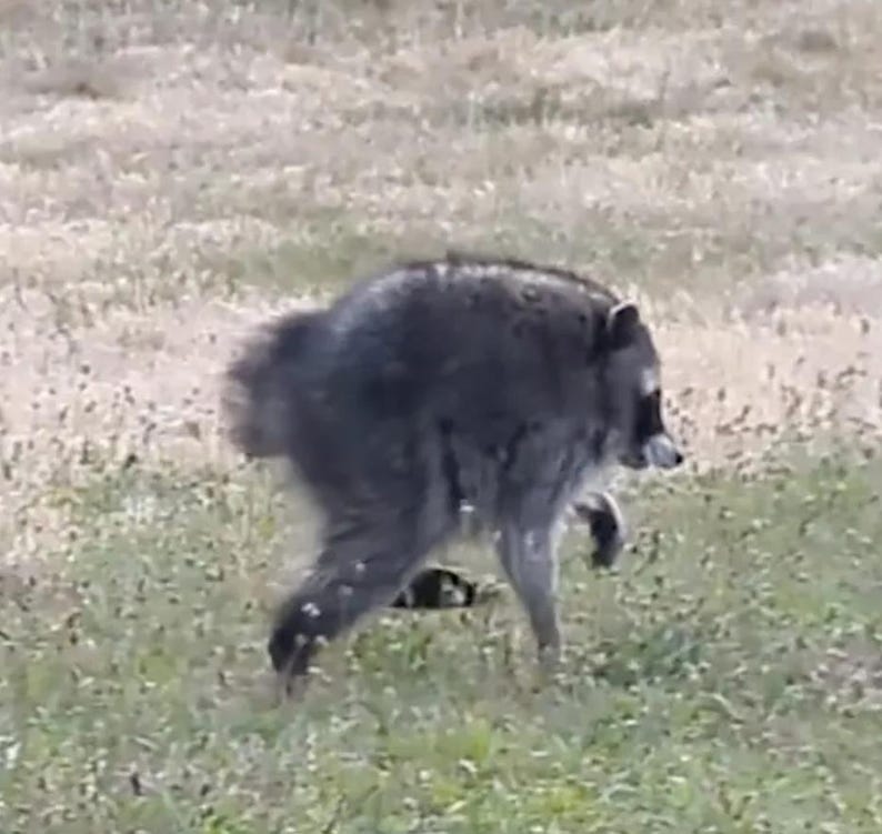 May include: A raccoon with thick, dark gray and black fur, characterized by its distinctive black facial mask around the eyes and a hunched posture, captured in profile while moving across a field of short, light green and tan grasses.