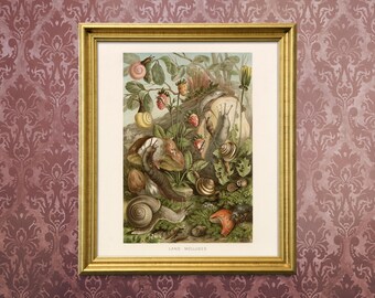 Snails & Strawberries Print - Vintage Victorian Biology Wall Art - Unframed