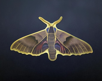 Sphinx Moth Sticker - Gold Vinyl Bug Decal