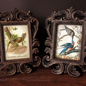 May include: Two ornate, dark brown picture frames with detailed carvings. The left frame features a vintage illustration of a Tasmanian Tiger, labeled "BEUTELWOLF". The right frame shows a vintage illustration of two birds, one blue and one brown, perched on a branch.