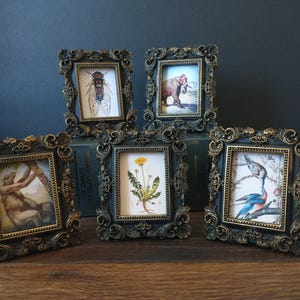 May include: Five small rectangular picture frames with ornate, dark metallic gold and black scrollwork borders. Each frame contains a different vintage-style illustration, including a cicada, an elephant, a giraffe, a dandelion, and two birds.