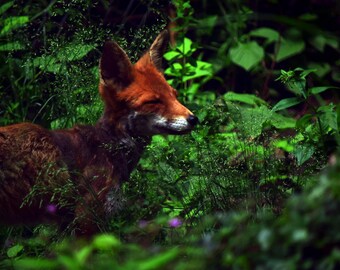 Fox photography, animal photography, forest aesthetics, green wall decor, children's room picture, fox forest, fox pictures - digital download