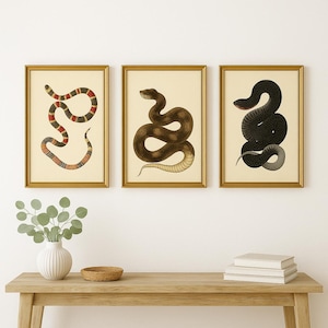 Vintage Snake Print Bundle – Set of 5 Antique Serpent Illustrations – Digital Wall Art in 8x10, 11x14, 16x20, 18x24, A4 Sizes