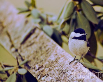 Black-Capped Chickadee 5x7 Inch Photographic Print