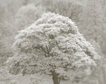 Lone Tree in Edinburgh, Scotland 8x10 Inch Photographic Print