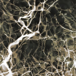 May include: Abstract black and white image with a network of lines resembling branches or veins.