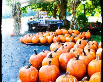 Road Side Pumpkins 5x5 inch