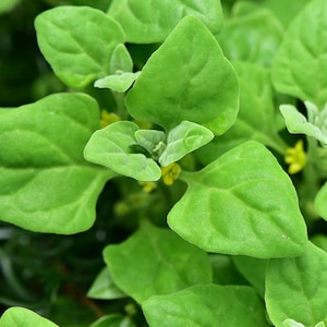 New Zealand Spinach Seeds - 4 Grams - Tetragonia tetragonioides