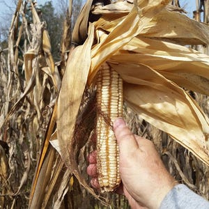 May include: A hand holding an ear of corn, partially husked, revealing rows of kernels. The corn is a pale yellow color, and the husks are dry and brown. The background shows a field of corn stalks.