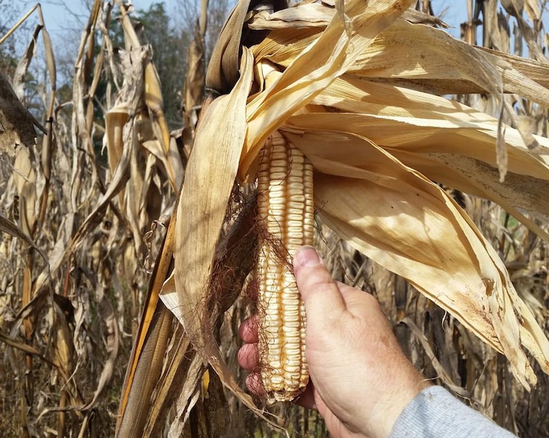 Pale Corn Hickory King White Corn Seeds – Heirloom Dent Corn, Southern Grits - Etsy