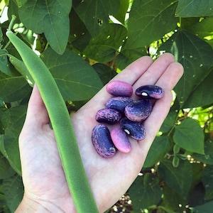 Scarlet Runner Bean Seeds - 8 Grams - Phaseolus coccineus &#39;Scarlet Runner&#39;