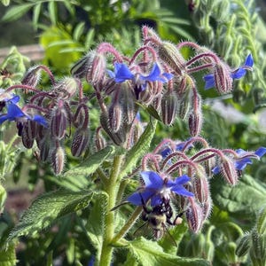 Borage Seeds - 2 Grams - Borago officinalis
