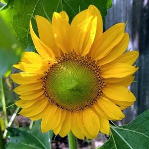 Sunspot Sunflower Seeds - 4 Grams - Helianthus annuus &#39;Sunspot&#39;