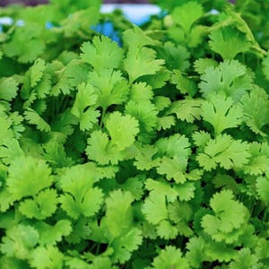 Slow Bolt Cilantro Seeds - 5 Grams - Coriandrum sativum &#39;Slow Bolt&#39;