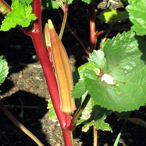 Jing Orange Okra Seeds - 8 Grams - Abelmoschus esculentus &#39;Jing Orange&#39;