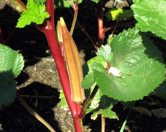 Okra Jing Orange 100 Non-GMO, Heirloom Seeds – David's Garden Seeds
