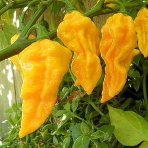 May include: Close-up of several bright yellow peppers growing on a green vine. The peppers have a wrinkled, textured appearance and are surrounded by green leaves. The peppers are a vibrant yellow color.
