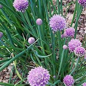 Garlic Chives Seeds - 2 Grams - Allium tuberosum