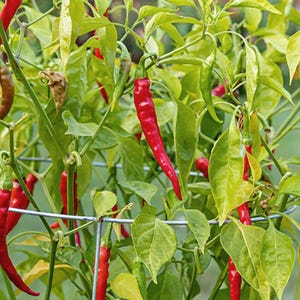Prik Mun Thai Pepper Seeds - 1/4 Gram - Capsicum annuum &#39;Prik Mun&#39;