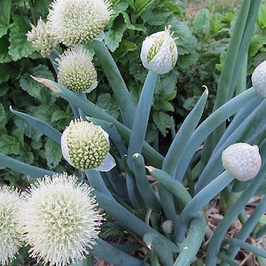 Nebuka Bunching Onion Seeds - 1 Gram - Allium fistulosum &#39;Nebuka Evergreen&#39;
