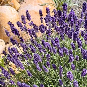 Vera English Lavender Seeds - 1/2 Gram - Lavandula angustifolia &#39;Vera&#39;