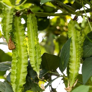 Winged Bean Seeds - 4 Grams - Psophocarpus tetragonolobus