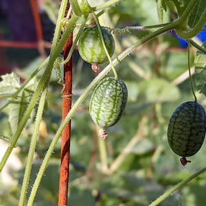 Cucamelon Mexican Sour Gherkin Seeds - 1 Grams - Melothria scabra