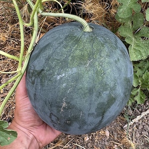 Sugar Baby Watermelon Seeds - 2 Grams - Citrullus lanatus &#39;Sugar Baby&#39;