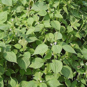 Korean Shiso Seeds - 1 Gram - Perilla frutescens &#39;Korean Shiso&#39;