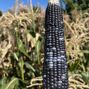 Hopi Blue Corn Seeds - 7 Grams - Zea mays &#39;Hopi Blue&#39;