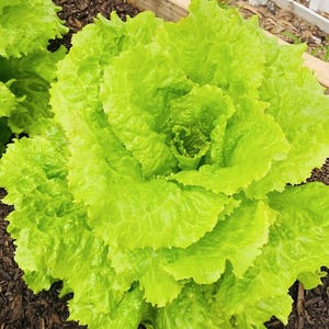 Iceberg Lettuce Seeds - 1 Gram - Lactuca sativa &#39;Iceberg&#39;