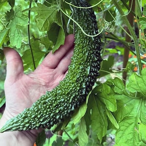 Futo Bitter Gourd Seeds - 1 Gram - Momordica charantia &#39;Futo Spindle&#39;