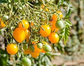 Gold Nugget Cherry Tomato Seeds: Early, Sweet, Golden Fruit