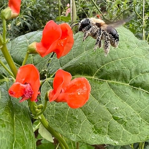 Scarlet Runner Bean Seeds - 8 Grams - Phaseolus coccineus &#39;Scarlet Runner&#39;