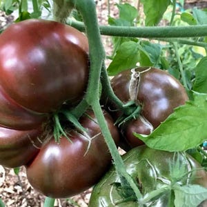 Cherokee Purple Tomato Seeds - 1/4 Gram - Solanum lycopersicum &#39;Cherokee Purple&#39;