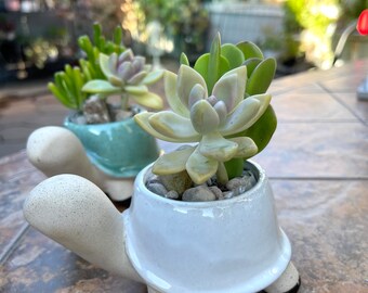 Live succulents in adorable turtle planter. Gift for any occasion. Succulent lover, turtle collector.