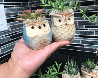 My shop's best seller! Live succulent in cute owl planter pot with drainage hole, for home office, home decor. Owl collector, plant lover.