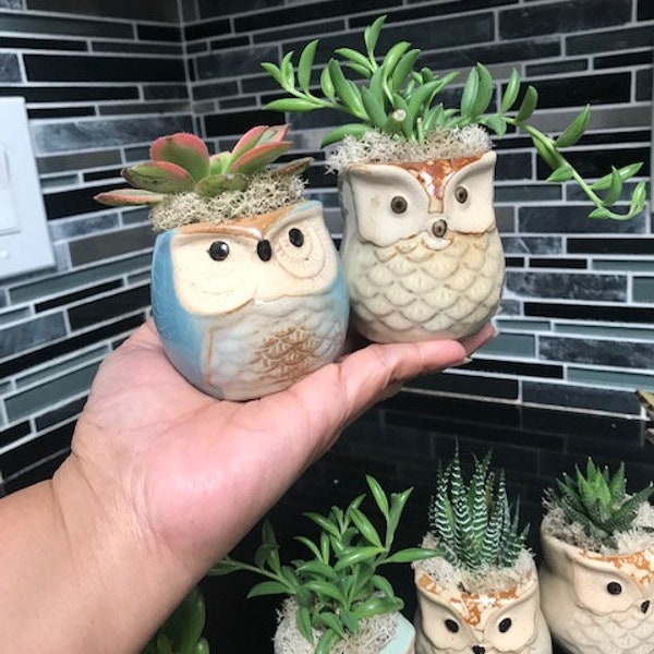 My shop's best seller! Live succulent in cute owl planter pot with drainage hole, for home office, home decor. Owl collector, plant lover.