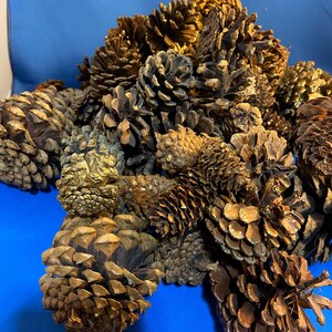 May include: A pile of pine cones, some are painted gold, others are natural brown.