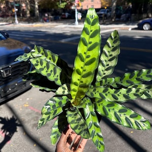 May include: A potted Calathea plant with vibrant green leaves marked with dark green spots. The plant is held outdoors, with a street and buildings in the background. The leaves have a unique pattern, adding visual interest to this houseplant.