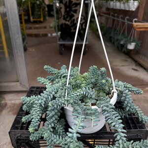 Pode incluir: Uma planta suculenta suspensa em um vaso branco. A planta tem caules pendurados de folhas verde-azuladas em forma de contas. O vaso &eacute; suspenso por um cabide branco. A planta est&aacute; em uma caixa de pl&aacute;stico preta.