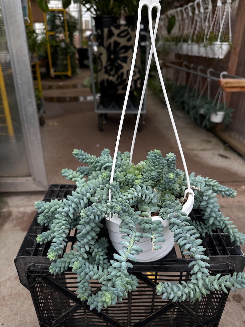 Pode incluir: Uma planta suculenta suspensa em um vaso branco. A planta tem caules pendurados de folhas verde-azuladas em forma de contas. O vaso &eacute; suspenso por um cabide branco. A planta est&aacute; em uma caixa de pl&aacute;stico preta.