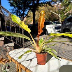 May include: A potted plant with long, green and yellow leaves, and a single, prominent orange leaf. The plant is in a small, brown plastic pot, sitting on a white table. The background includes a sunny outdoor scene.