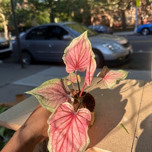 Caladium Lucia – Rare Fancy Leaf Caladium, Colorful Indoor/Outdoor Plant, Live Houseplant