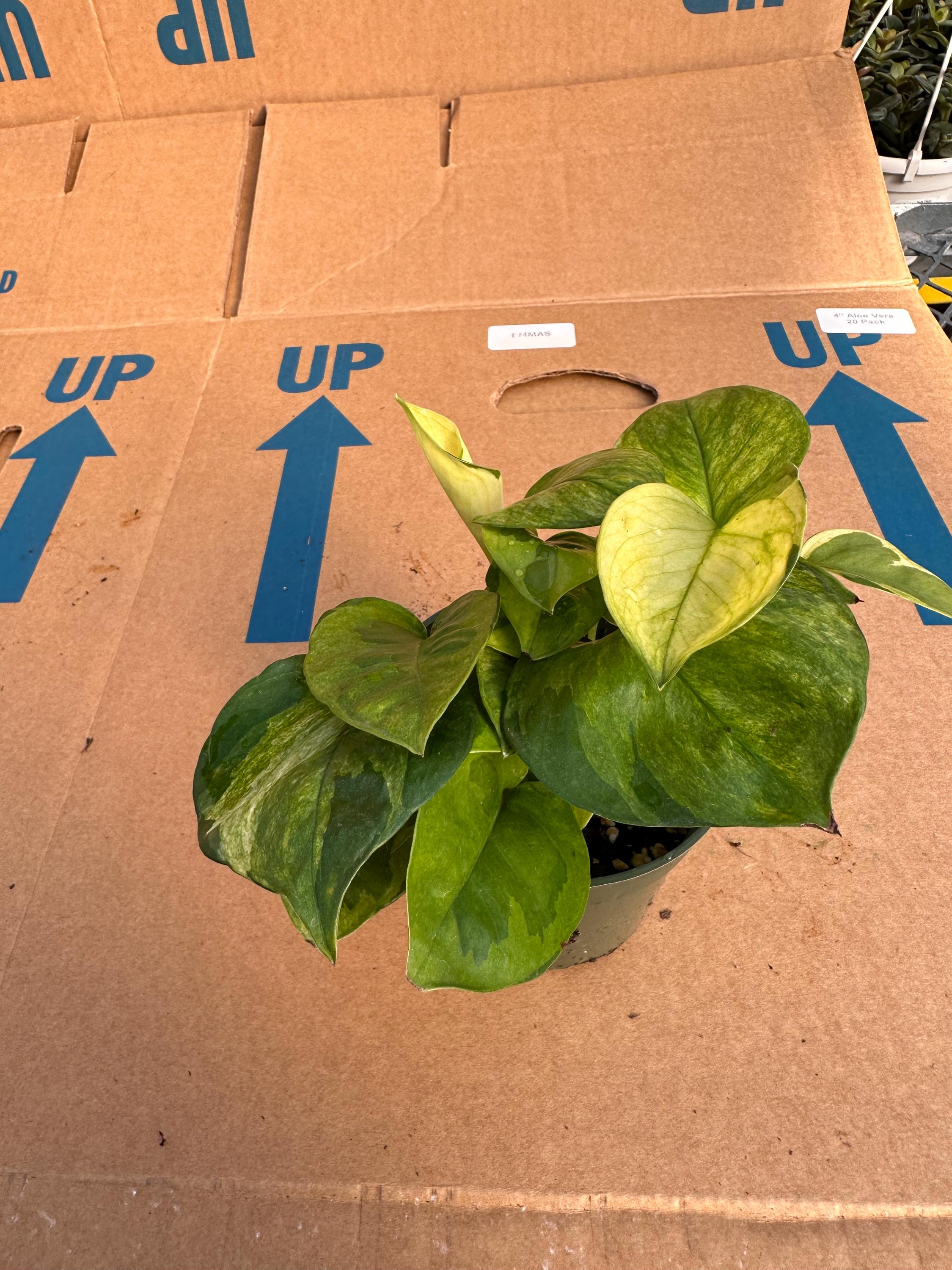 best place to buy zz plants in phoenix az 6' ZZ plant  Bosco's Garden Center