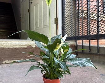 4” Peace Lily – Air-Purifying Indoor Plant | Pet Caution | Ships Potted